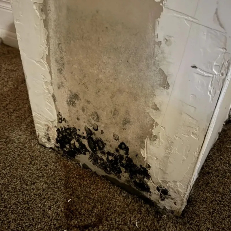 Professional Mold Removal in Auburn, MA